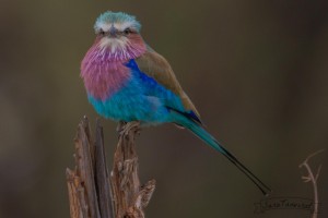  DSC7603   